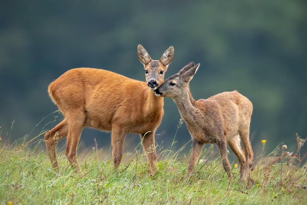 Država otvorila put za lov na donedavno zaštićene vrste, Foto: Shutterstock