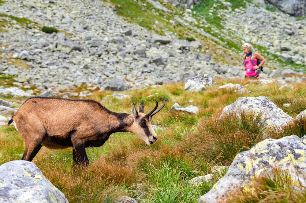 Agencija upozorila na pritisak krivolova na divokozu (ilustracija), Foto: Shutterstock
