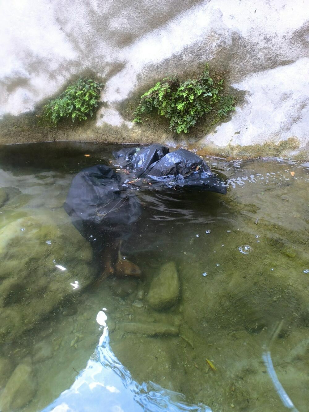 U septembru zatekli džakove sa štencima
