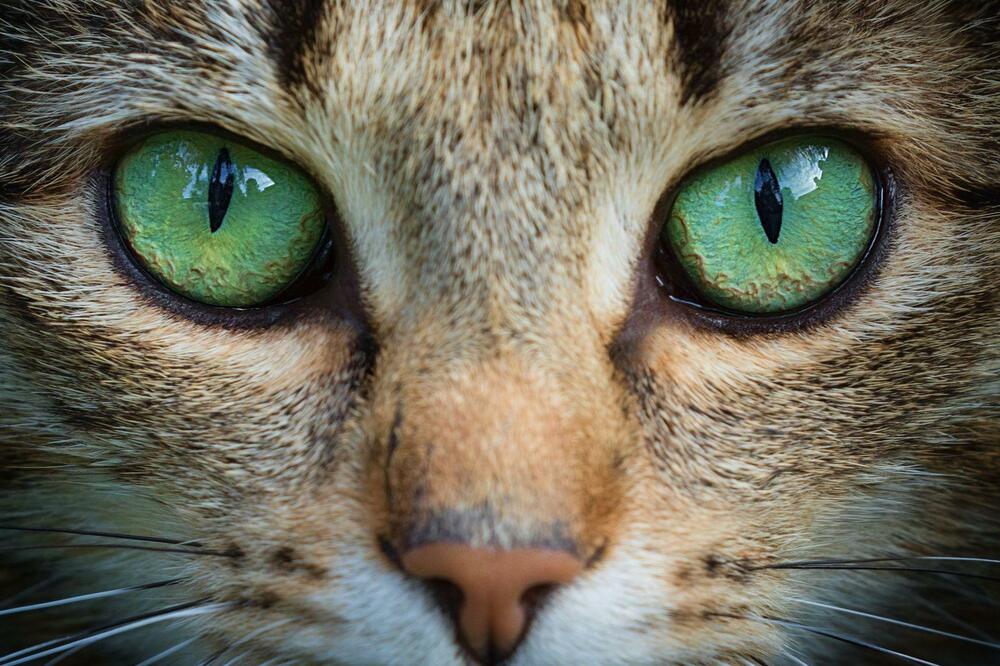 Ilustracija, Foto: Andyworks via Getty Images