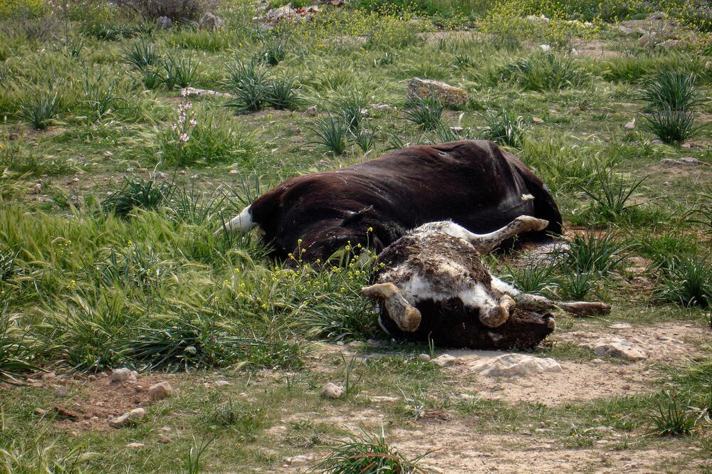 Neophodno riješiti problem uginulih životinja (ilustracija), Foto: Shutterstock