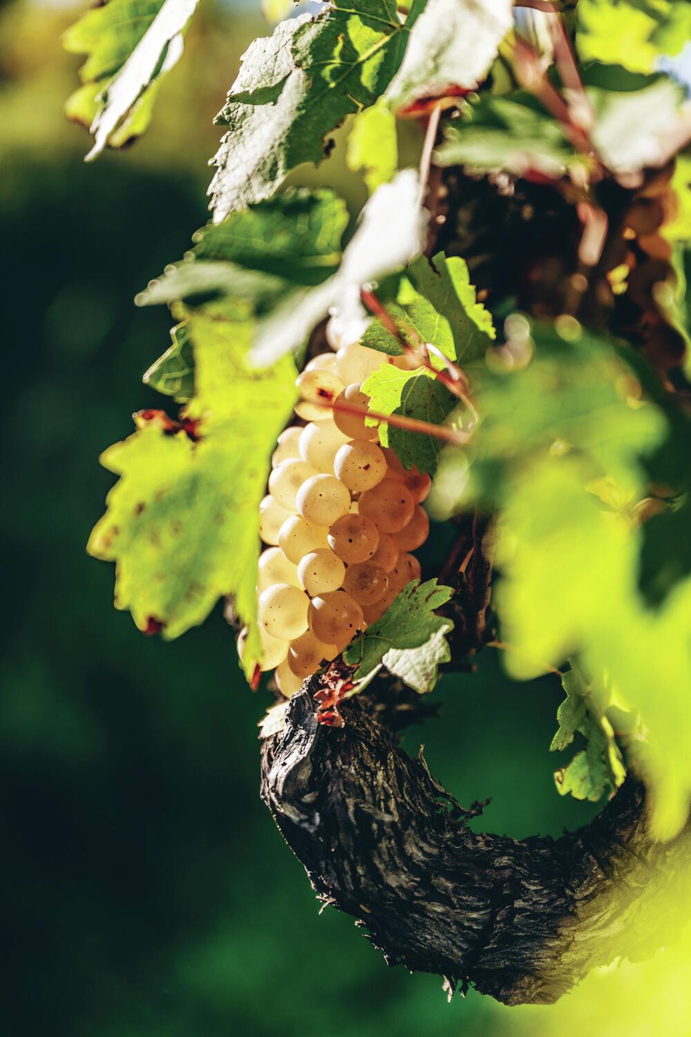 Wine empire