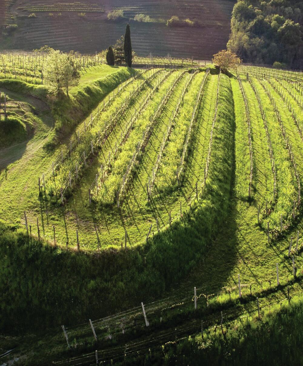 Wine empire