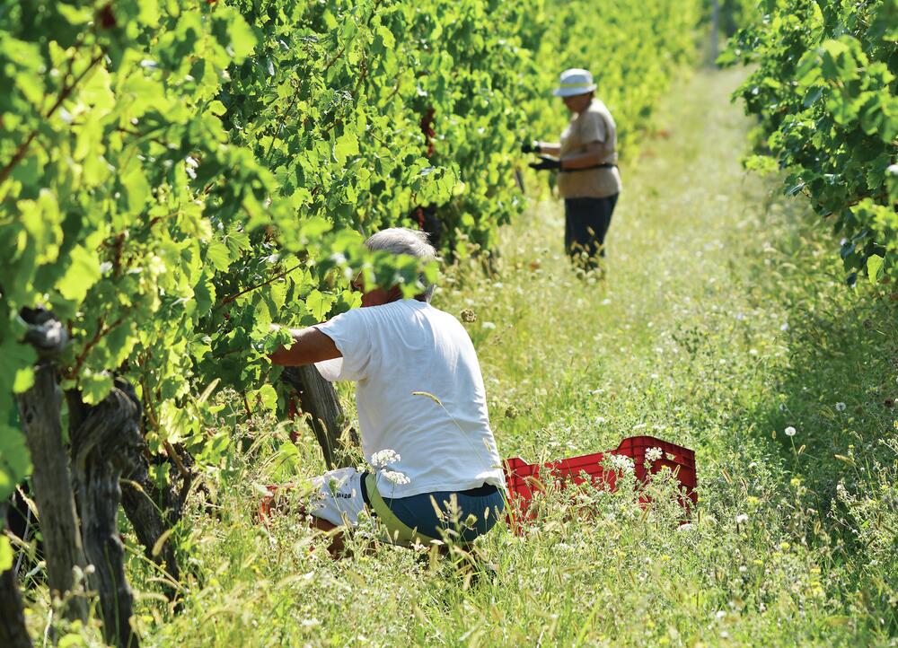Wine empire