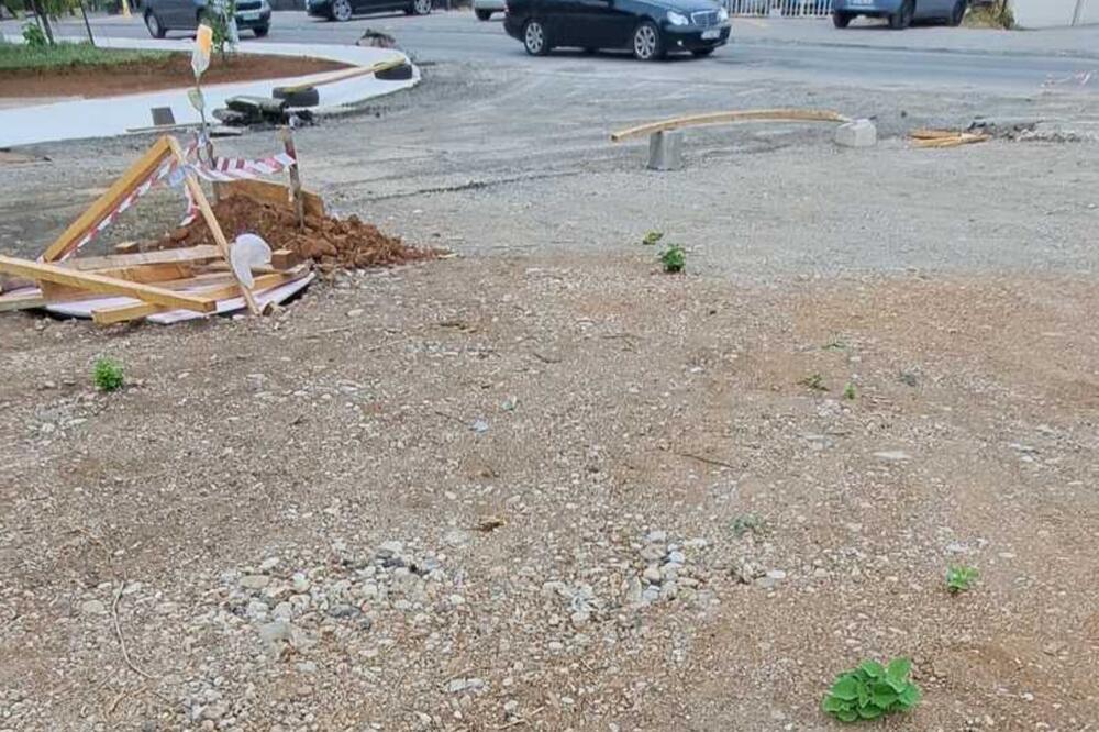 Paulovnija se sa ulice preselila u privatno dvorište, Foto: Privatna arhiva