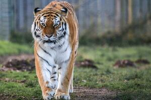 Tigar ubio posjetioca zoološkog vrta u Engleskoj