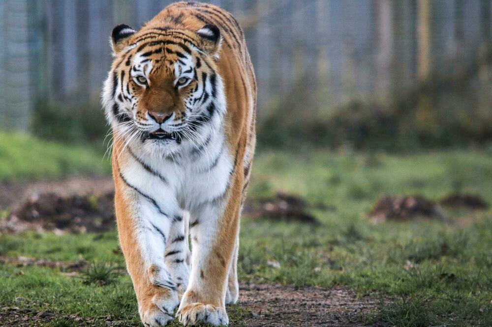 Foto: Yorkshire Wildlife Park/PA Wire