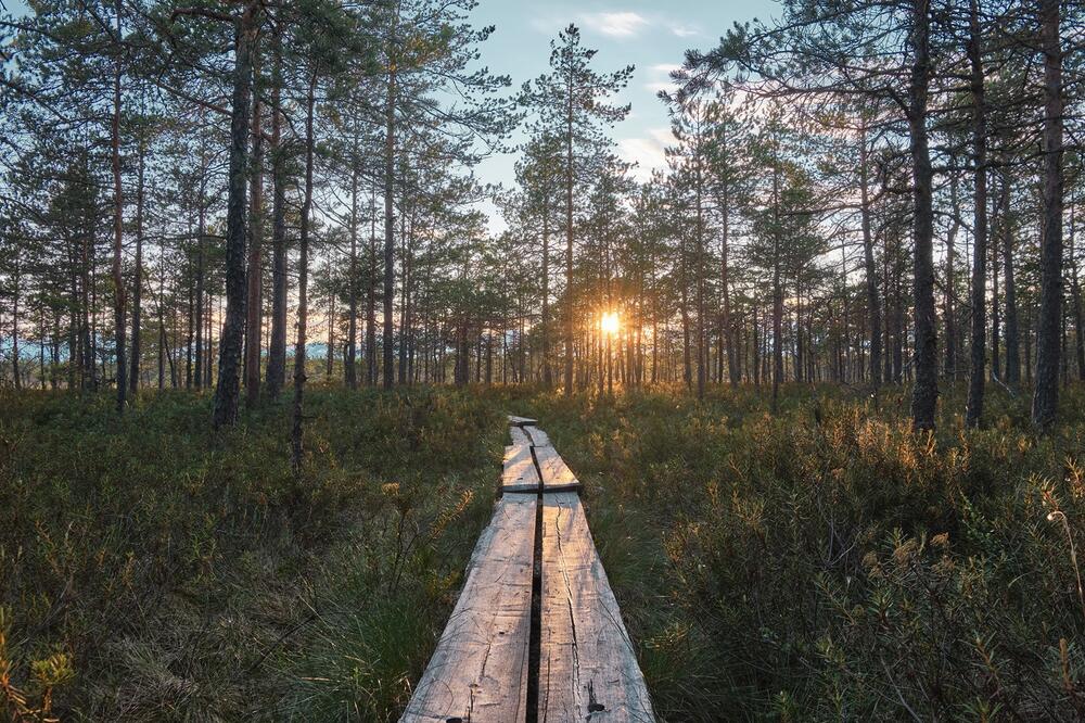 Valkmusa, Foto: Shutterstock