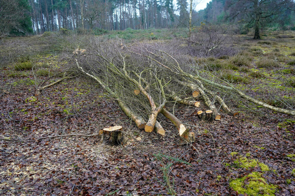 Ilustracija, Foto: Shutterstock