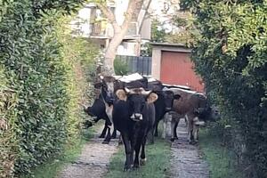 Krdo goveda ispred škole u Lastvi Grbaljskoj uznemirilo mještane