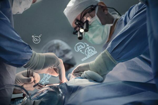 Startap napravio veliki iskorak sa svinjskim bubrezima &ndash; zamjena za dijalizu, most do transplantacije