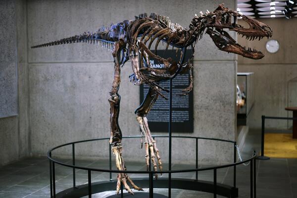 Rijetki skelet dinosaurusa prodat za 47,3 miliona dolara, drugi najskuplji fosil u istoriji