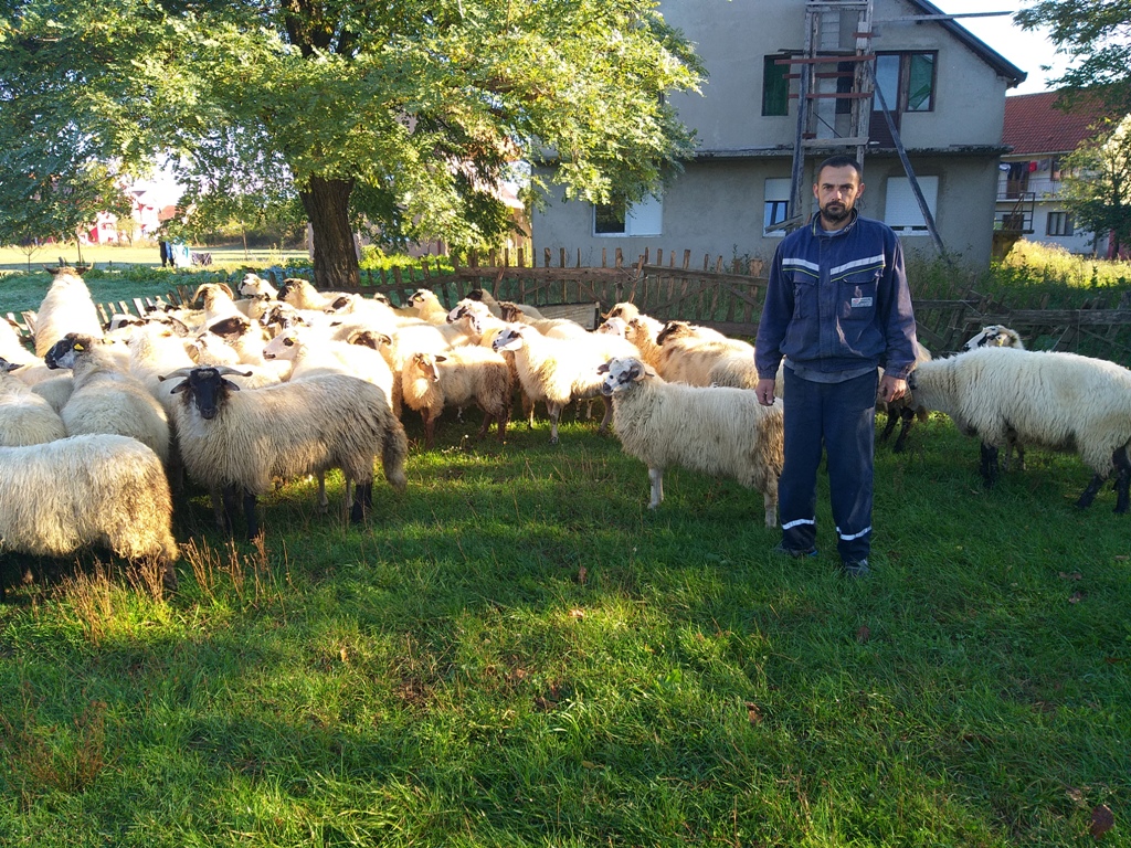 Simunović pored stada ovaca