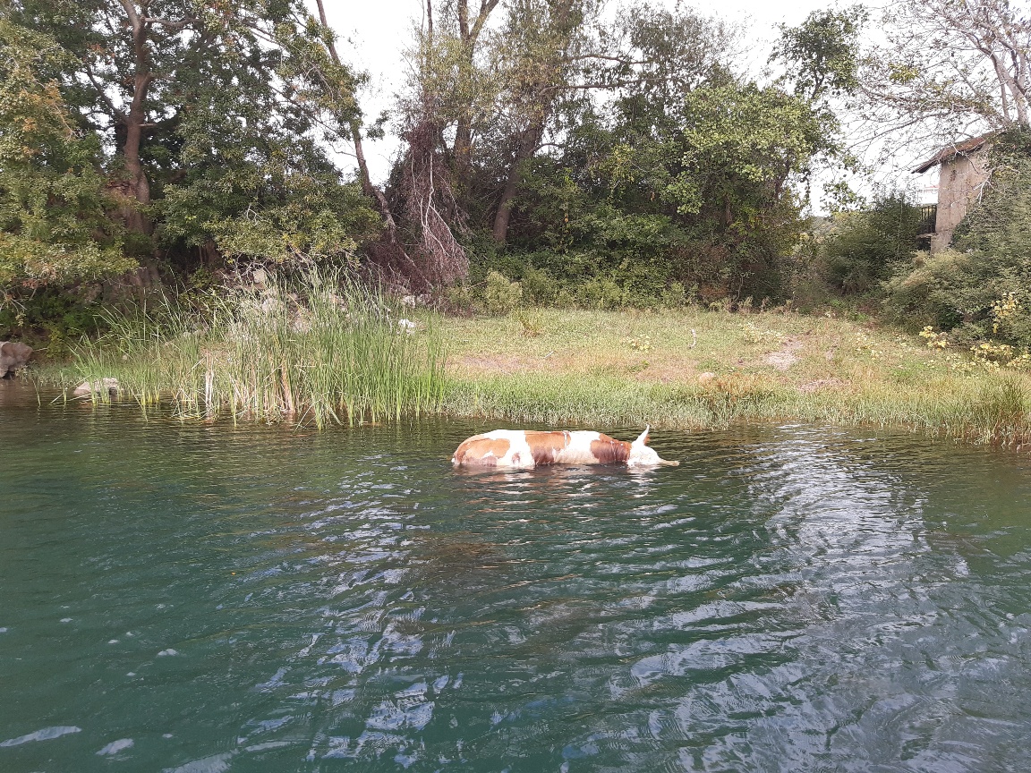 Uginule životinje u rijeci