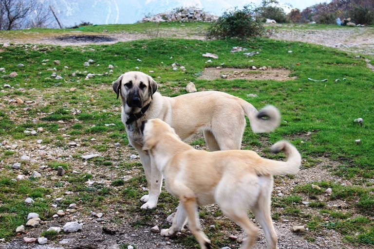 Veseli drugari sa Sutormana