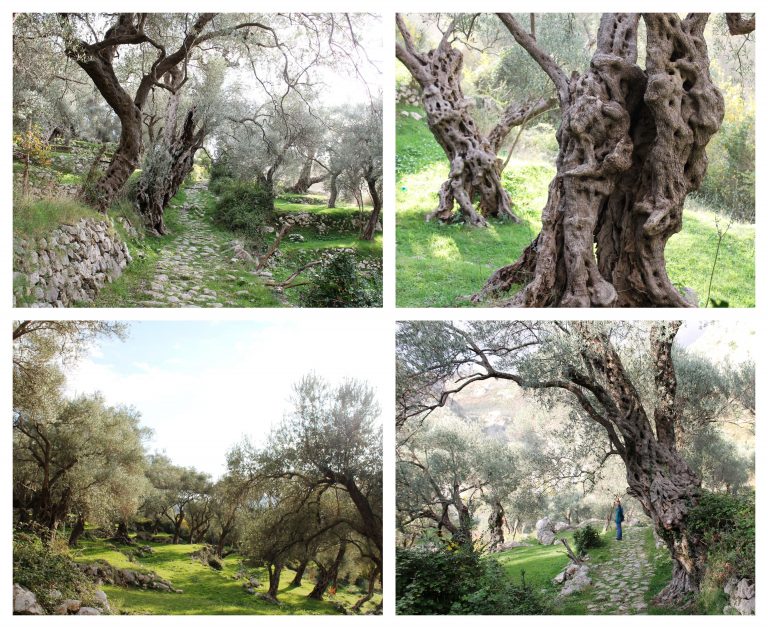 Maslinjak Džidžarin