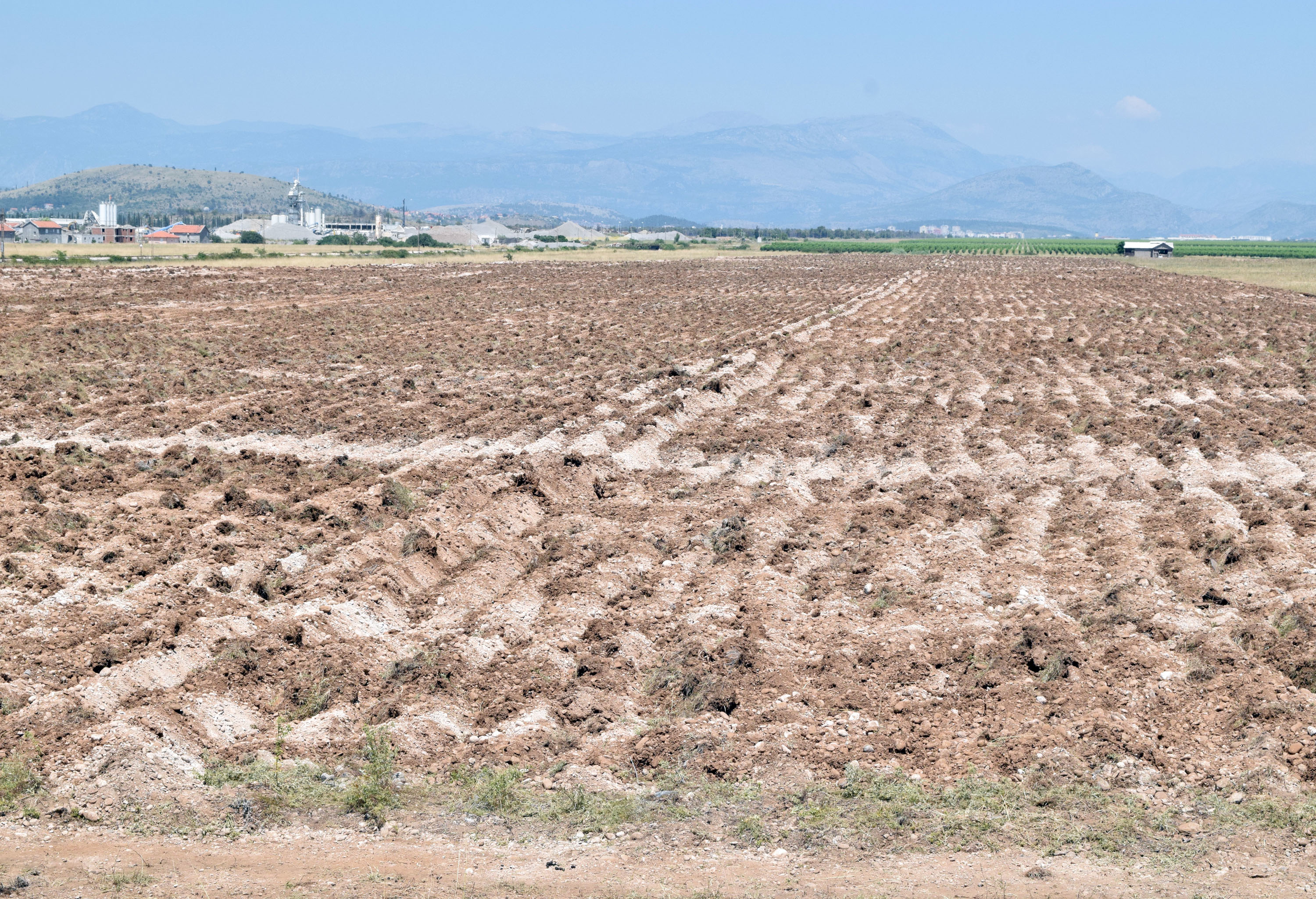 Buduća plantaža smilja